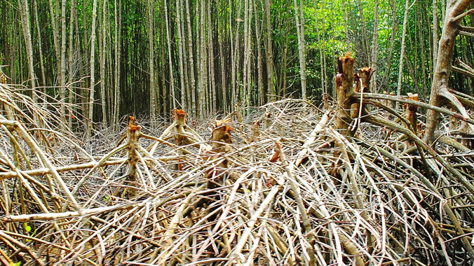 Rừng bị chặt phá (ảnh minh họa).