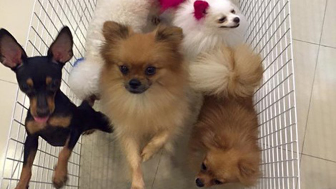 Những chú cún khi còn sống tại quán Tea and Pet. Nhân vật cung cấp.