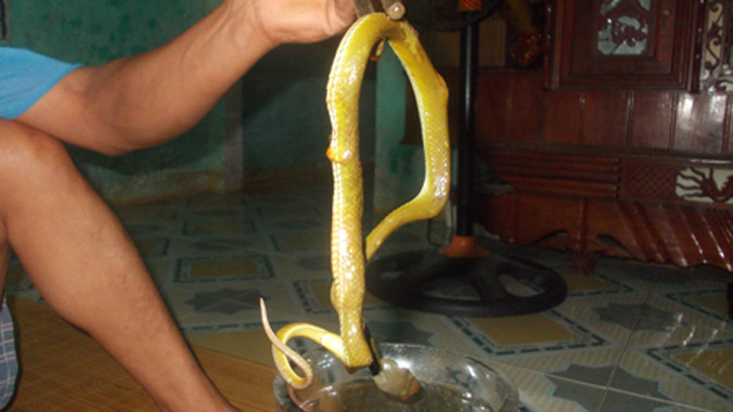 Bắt rắn ngâm rượu.