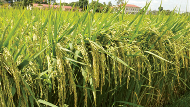 Về đồng lúa Phú Thiện