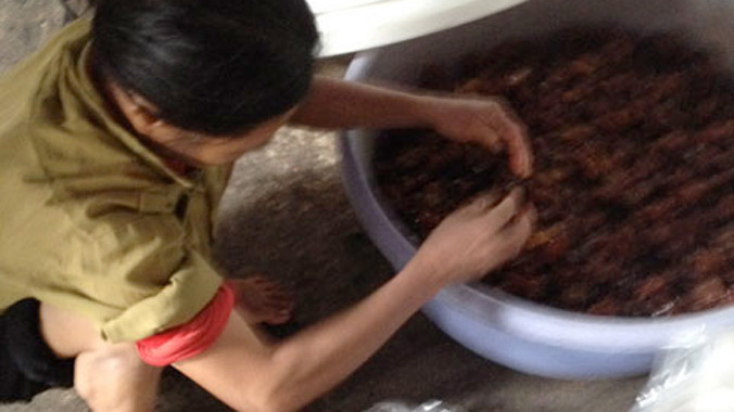 Một nữ công nhân dùng tay không sơ chế ô mai. Túi ô mai để dưới nền đất.