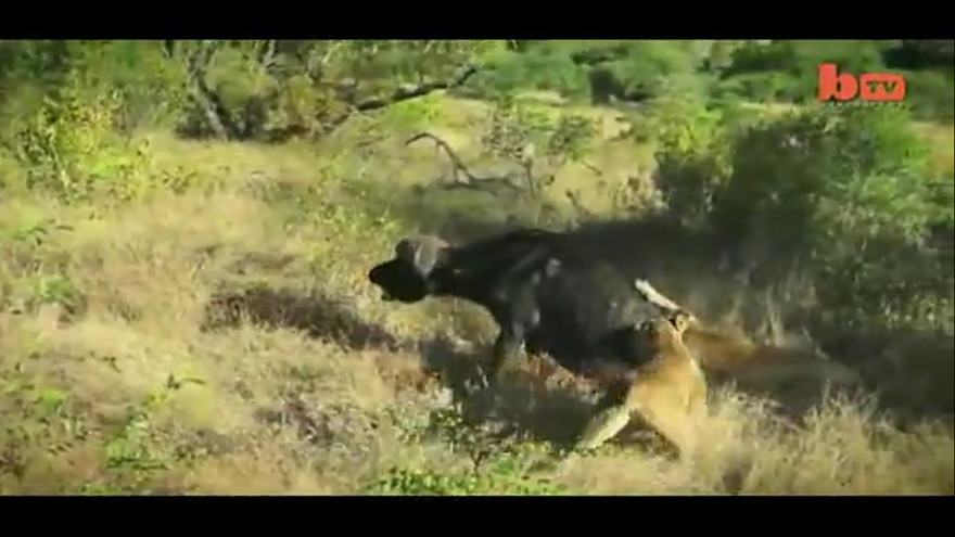 Trâu rừng vùng thoát sư tử trước phút cận kề cái chết