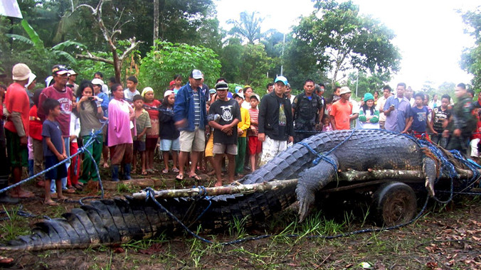 Xác cá sấu khổng lồ.