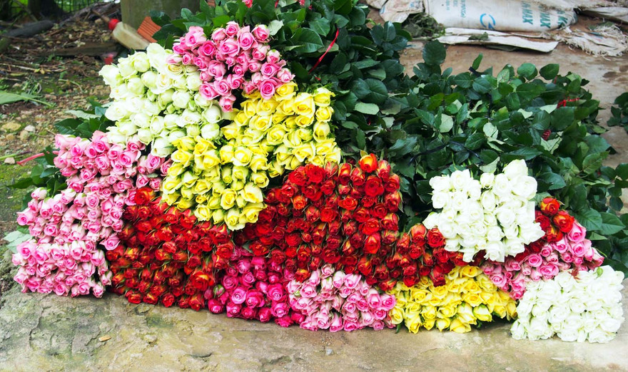 Hoa hồng Đà Lạt hút hàng dịp 20/10