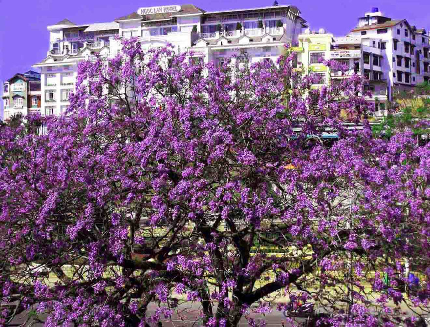 Cây phượng tím lâu năm nhất ở Đà Lạt