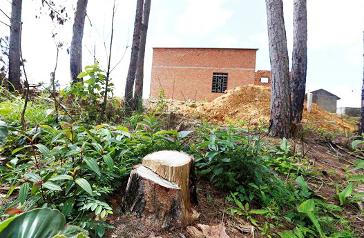 Lén lút cưa hạ cây thông lấy đất xây nhà