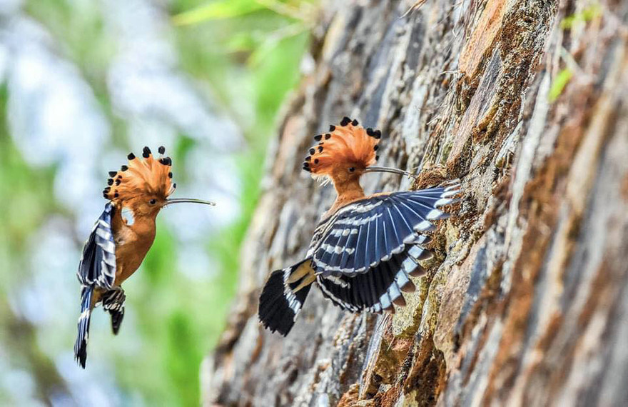 Cặp chim đầu rìu trước khi bị bắn chết-ảnh Trúc Công