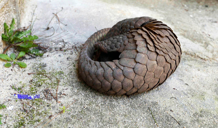 Cá thể tê tê bát ngờ xuát hiện ở khuôn viên Xí nghiệp bản đồ Đà Lạt