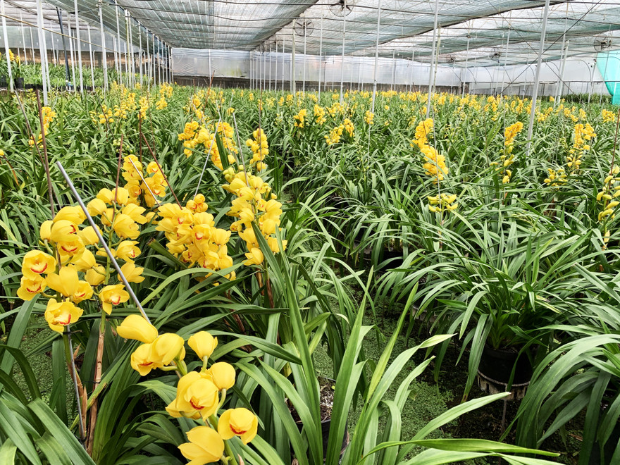 Vườn hoa địa lan ở Phường 8 nở trước Tết 2 tháng.