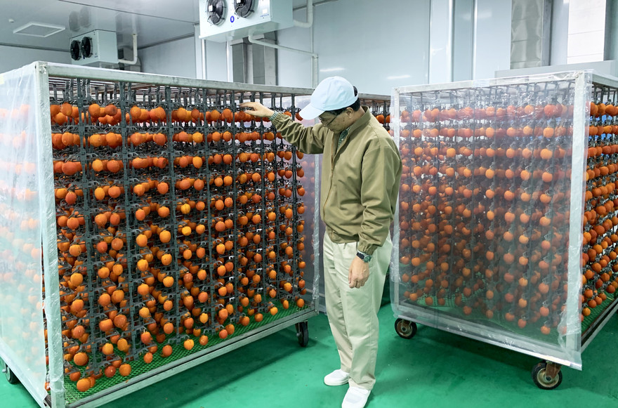 Chuyên gia Nhật chuyển giao công nghệ làm hồng sấy treo