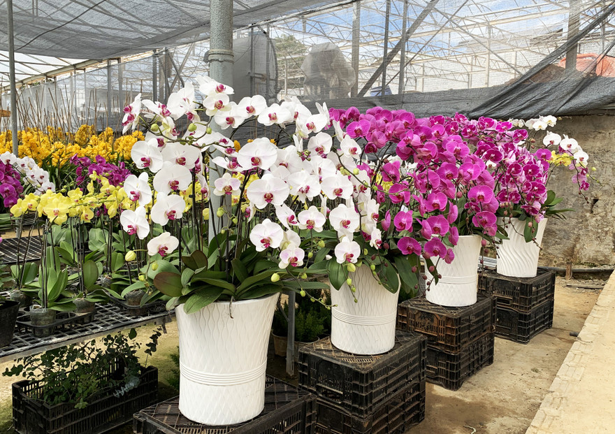 Hàng triệu đồng một chậu lan hồ điệp
