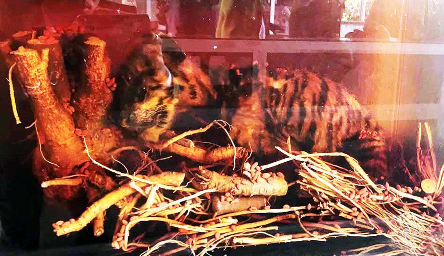 Xác con hổ trong bể ngâm rượu