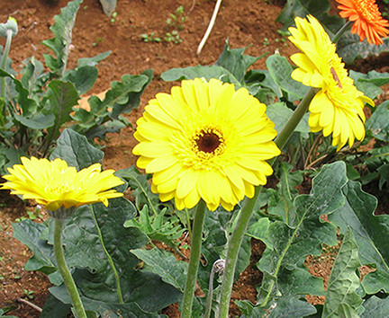 Hoa đồng tiền màu vàng được ưa chuộng nhất