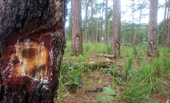 Cả khu rừng bị ken cây, đầu độc bằng hóa chất