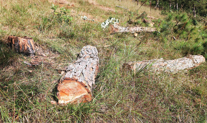 Thông bị cưa hạ, cắt khúc