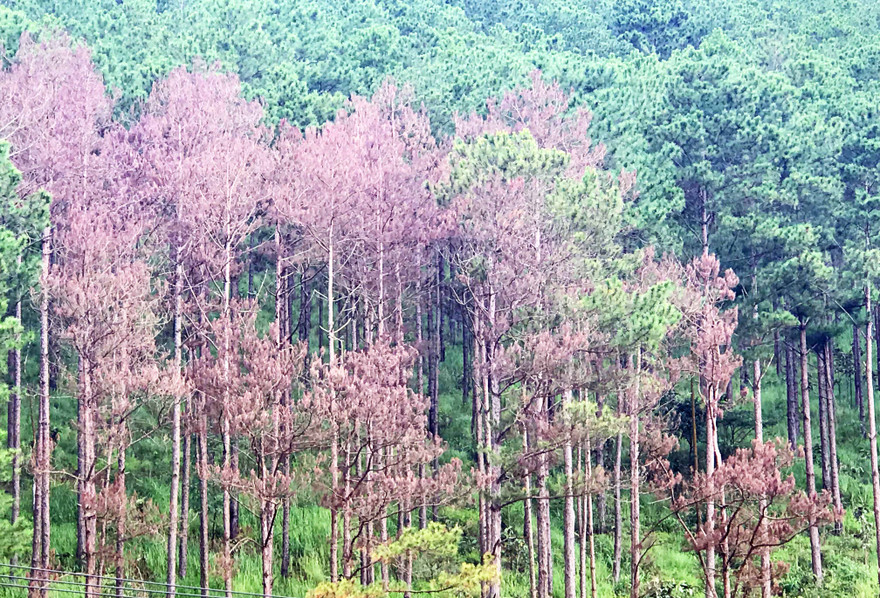 Rừng thông bị đầu độc chết đừng