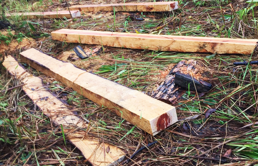 Xẻ gỗ ngay giữa rừng