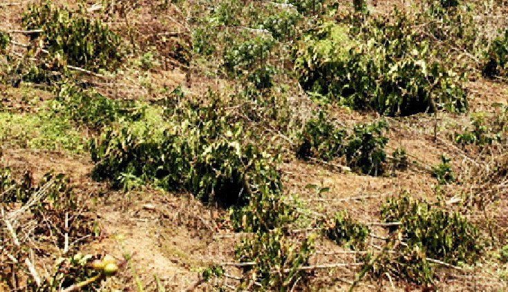 Vườn cà phê bị chặt hạ ngổn ngang