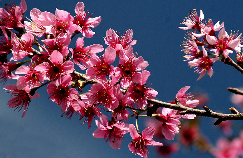 Mai anh đào Đà Lạt đang độ mãn khai