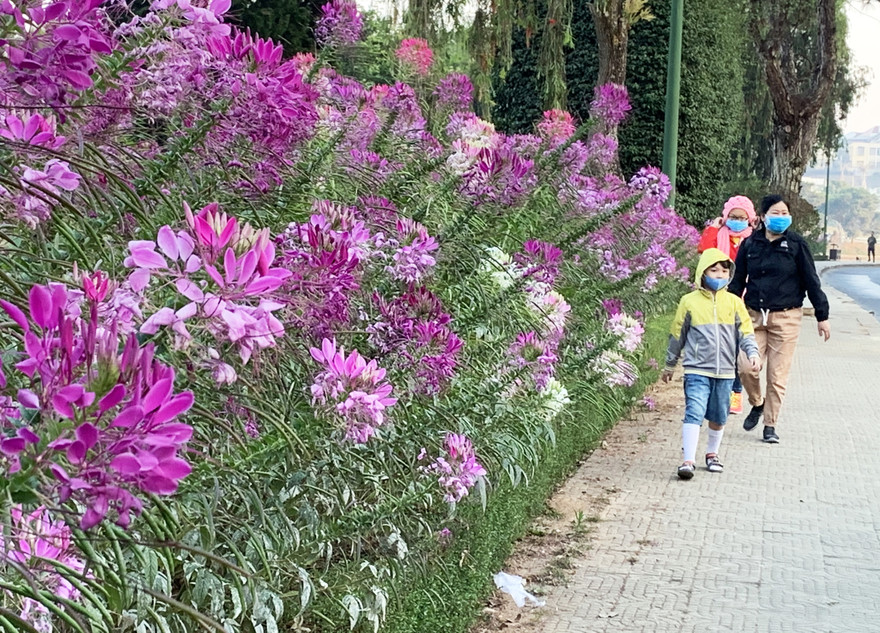 Du khách đeo khẩu trang tham quan vườn hoa