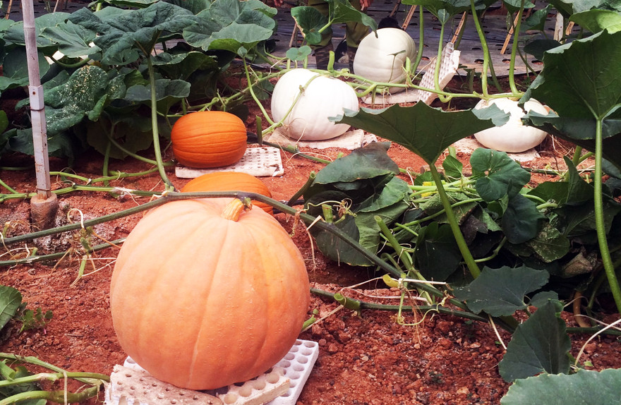 Bí ngô khổng lồ ở Đà Lạt