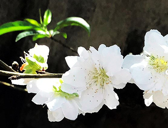 Bạch đào xứ Bắc nở hoa ở Tây Nguyên