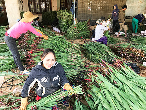 Rộn ràng cảnh đóng gói hoa lay ơn