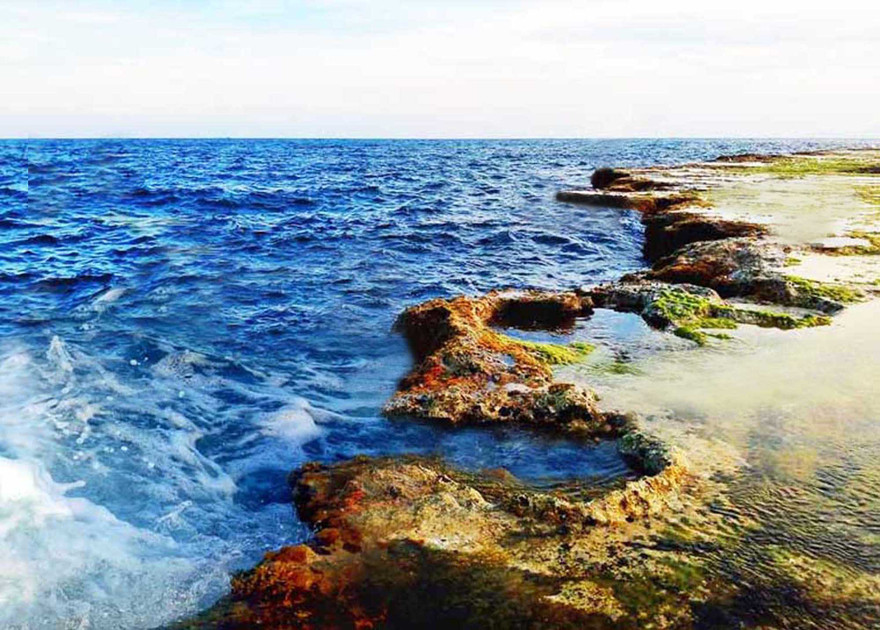 Rêu phủ trên rạn san hô cổ ở Hòn Đỏ