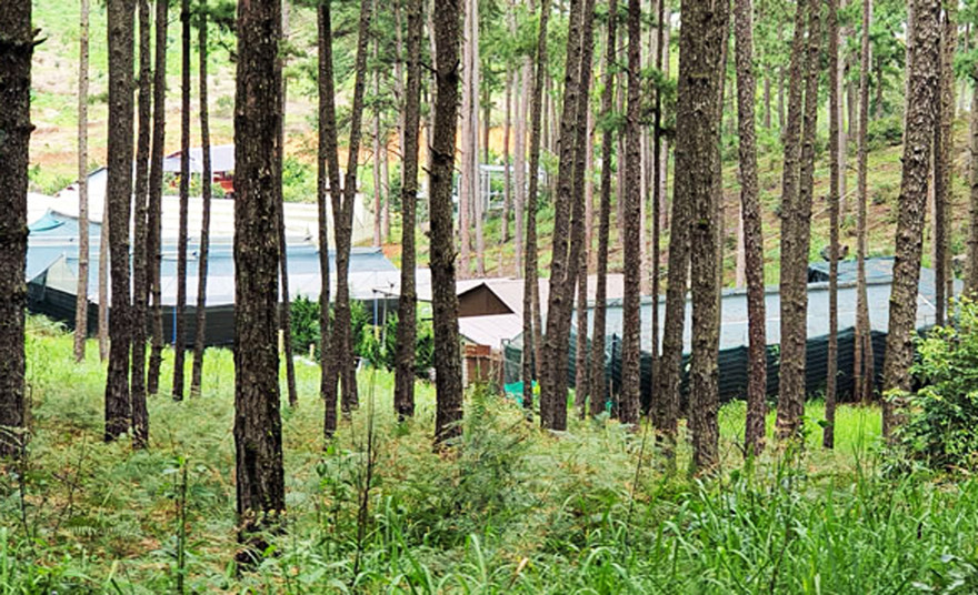 Dựng nhà trái phép giữa rùng thông