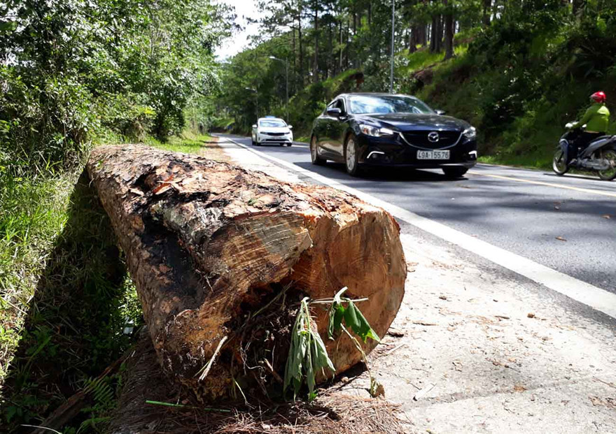 Cây thông cổ thụ rỗng ruột vừa bị cưa hạ