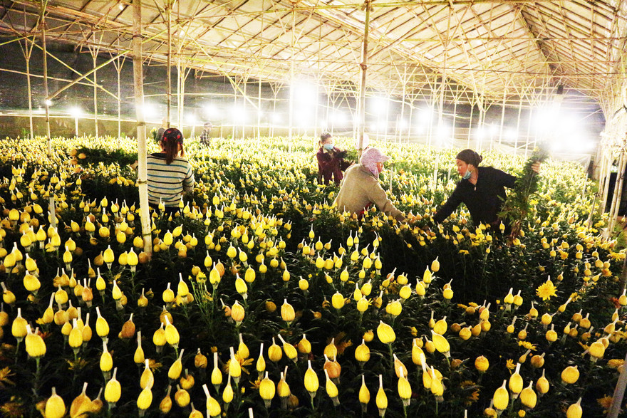 Thu hoạch hoa cúc giữa đêm khuya để kịp vạn chuyển về xuôi.