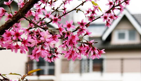 Mai anh đào bừng nở