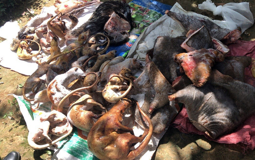 Thịt thú hoang dã cất giấu trong tủ cấp đông