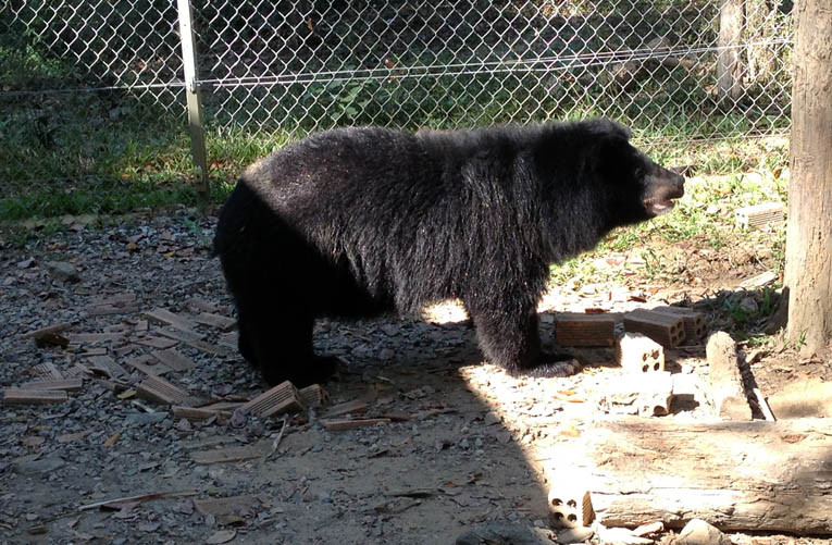 Gấu ngựa tại Trạm cứu hộ VQG Cát Tiên