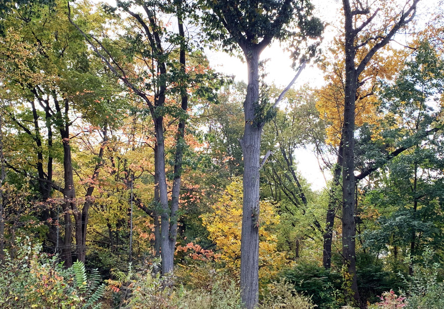 Rừng thay màu lá