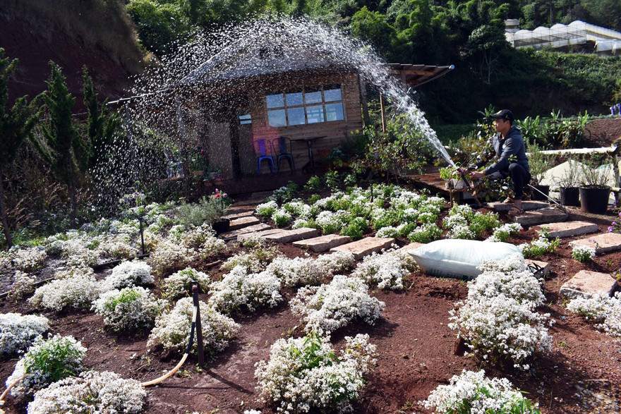 Chăm sóc vườn hoa tuyết