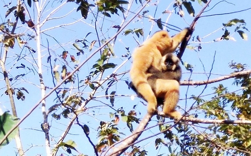 vượn đen má hung bị sát hại