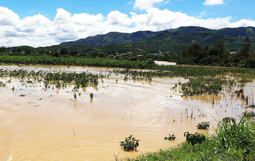 Lũ lớn vừa xảy ra ở Bảo Lộc làm hàng chục tấn cá trong các hồ cá tràn ra mương nước, sông suối