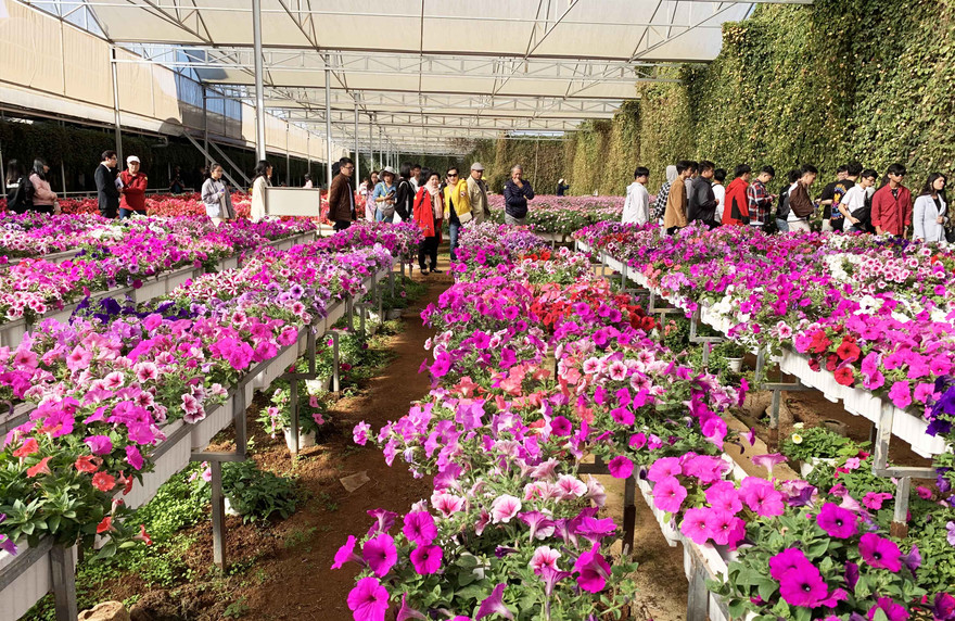 Một điểm du lịch canh nông ở Đà Lạt