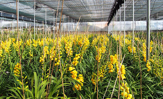 Địa lan Đà Lạt nở nộ trước Tết 