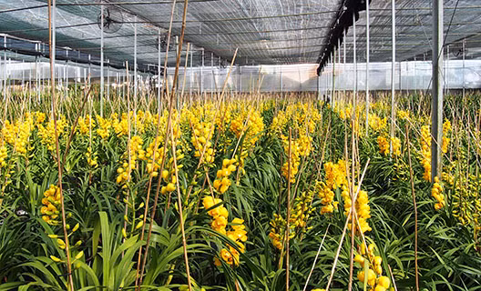 Địa lan Đà Lạt nở nộ trước Tết 