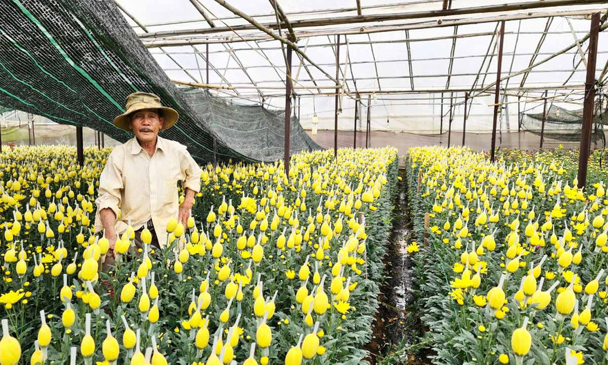 Giá cúc lưới nhích lên.