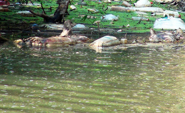 Xác lợn chết bệnh bị vứt xuống suối