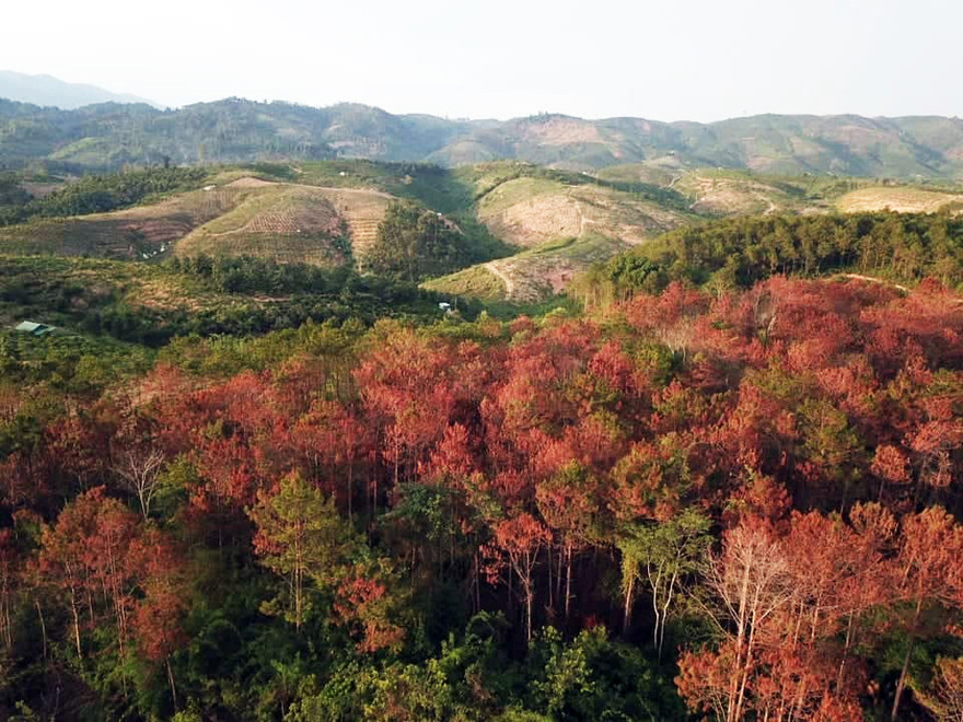 Rừng thông ở TK 292 bị đầu độc chết hàng loạt