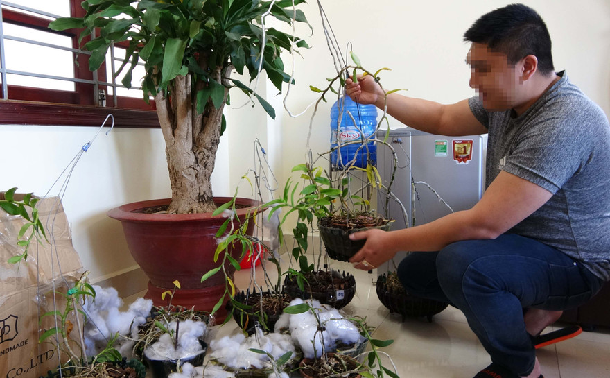 Thu giữ lan đột biến từ các vụ trộm.