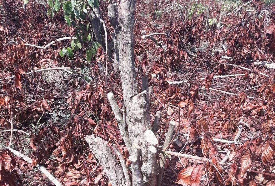 Vườn cà phê của gia đình ông Tiến bị cưa hạ nằm la liệt