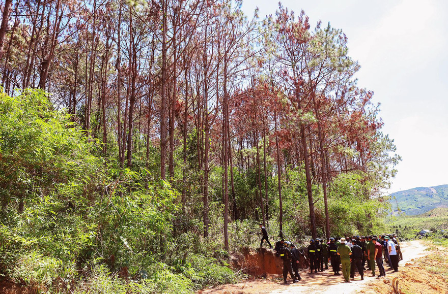 Thực nghiệm hiện trường vụ đầu độc hơn 10ha rừng thông