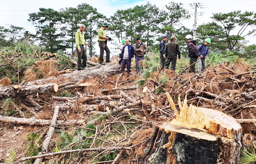 Rừng thông bị tàn phá