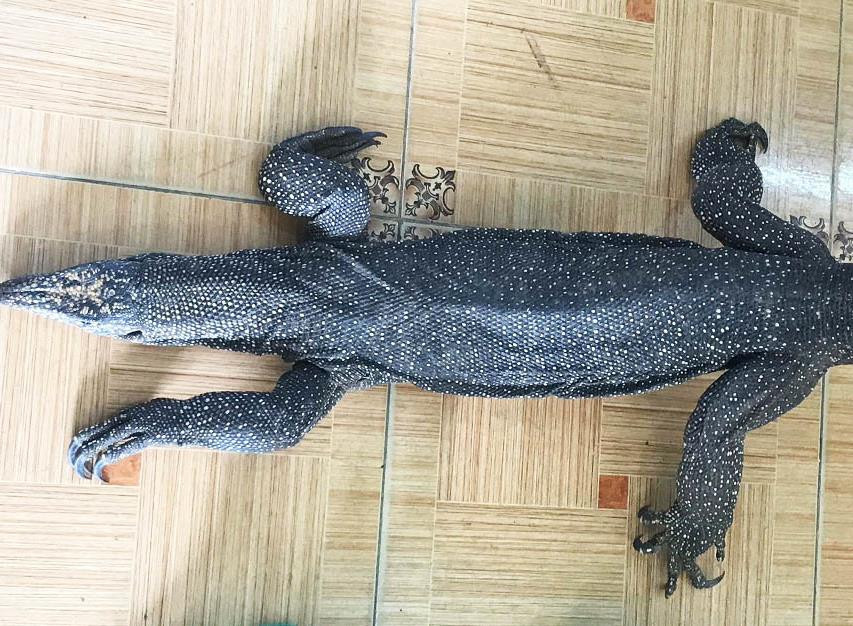 Kỳ đà vân nhóm IB