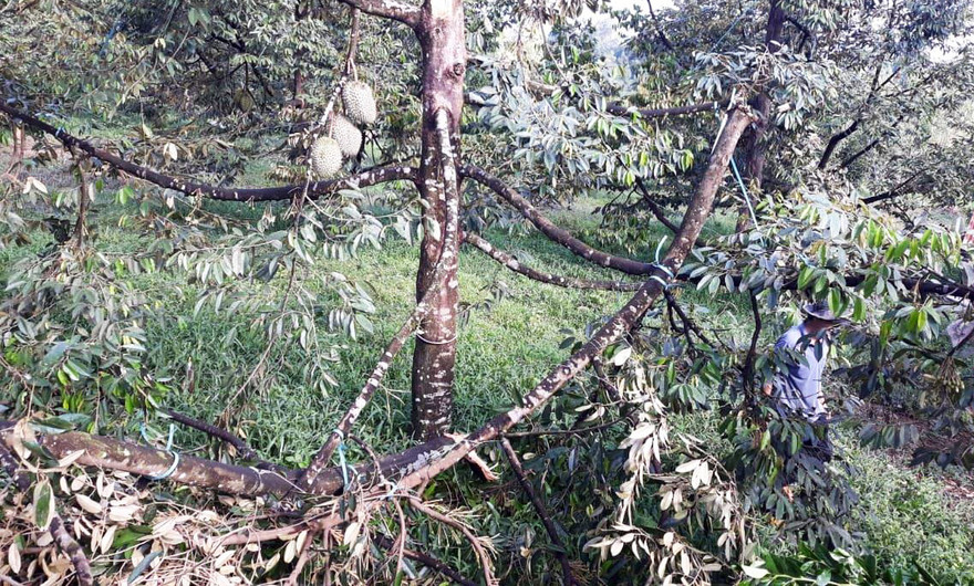 Lốc xoáy quât đổ cây sầu riêng